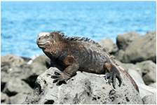 Iguana