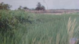 Sembrio